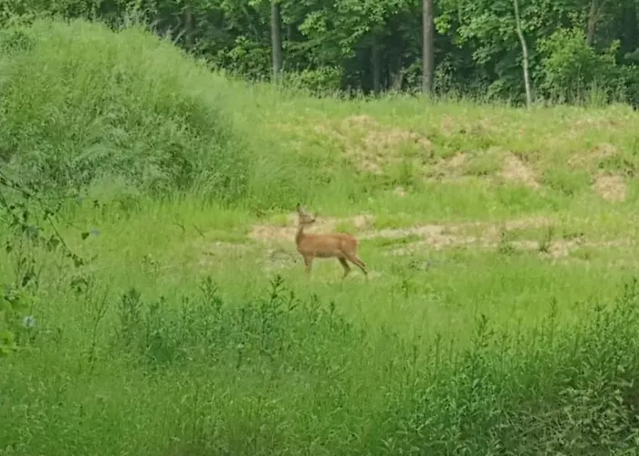 Wooden House&pool 别墅 *